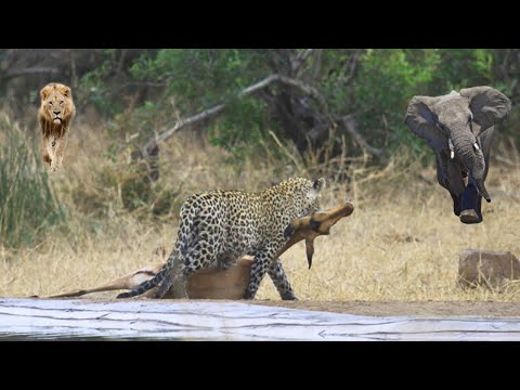 Too Unlucky - Leopard Was Attacked By Lions and Elephants While Hunting