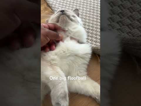 Suchi the kitten is getting flooflier everyday! Day 28