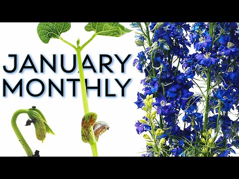 New Year, New Blooms: January Time-Lapse Compilation - YouTube(18:40)