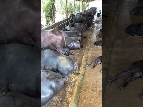 Girdhara dairy farm Surat Gujarat