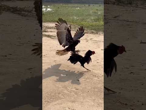 Amazing hawk eagle hunt a big roaster 🦅#comment #hunting #like #huntingbirds #subscribe #birds