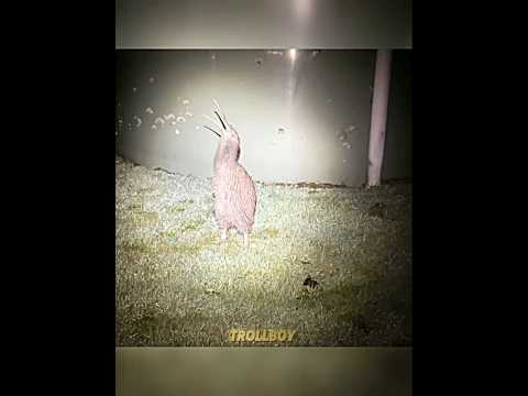 BRIDS SOUND NICE ☠️ || TROLLBOY,#trolface #edit #birds #funny