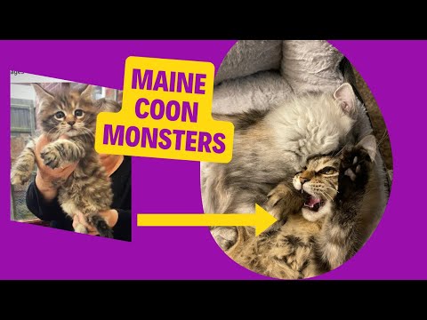 Maine Coon Kittens - little monsters #cat #funny #kitten #mainecoon #cute #pets #animals