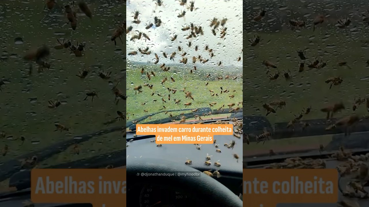 Abelhas invadem carro durante colheita de mel em Minas Gerais