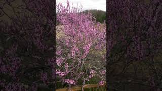 Vinton County: A Hiker's Paradise #hiking #hockinghills #vintoncounty #hikersparadise #hike #explore