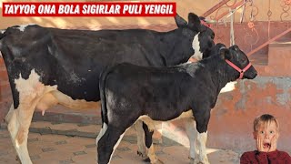 Hudoberdi Aka 5 Bosh Ona Bola Bollari Buqa 