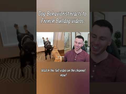 Dog trainer reacts to French Bulldog videos part 2 #frenchbulldog #dogs #dogtraining