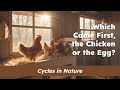 Life Cycle and Development of Chickens