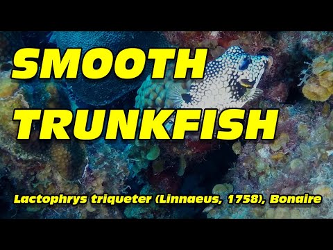 Smooth trunkfish, Lactophrys triqueter (Linnaeus, 1758), Bonaire