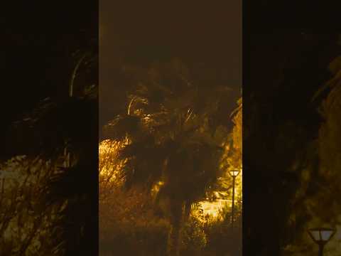 MELODÍAS RELAJANTES || sonidos salvajes al caer la noche que nos relajan. | #relax #nature #relaxing
