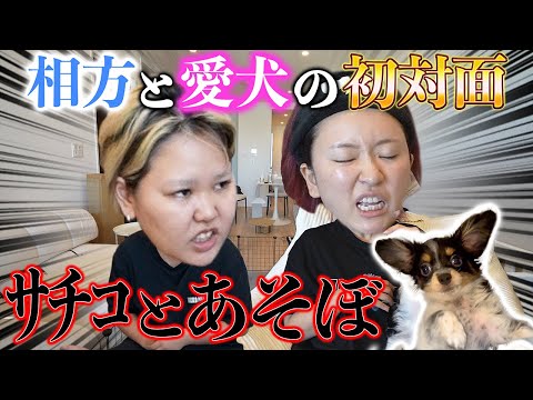 【初対面】急にワンちゃんに会わせたら先輩ママすぎてアッパレwww