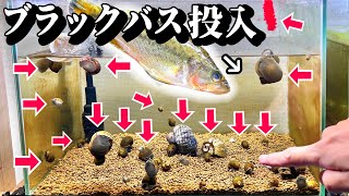 大量ジャンボタニシ水槽にブラックバスを投入するとスゴかった…