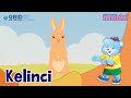 Understanding Rabbit Characteristics and Care