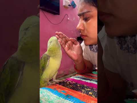 Ladaku mummy 👩 😭 #missmansi #talkingparot #babybird #nonstoptalkingparrot #babyparrot #mithu