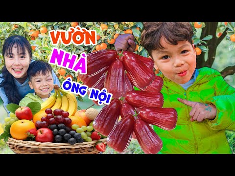 Thử thách Tìm Trái Cây Quanh Vườn Nhà Ông Nội Cùng Em Ziu - Một Ngày Bội Thu