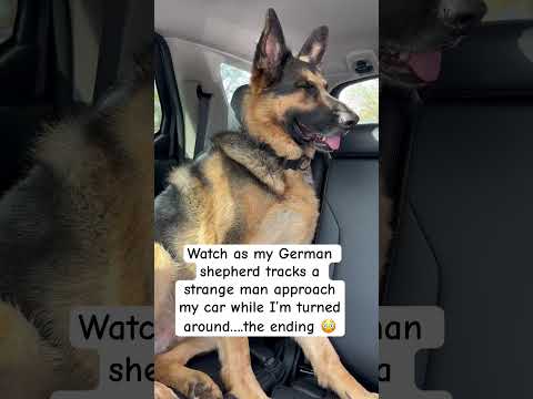 A STRANGE MAN approached women in car with a German shepherd #shorts #germanshepherd