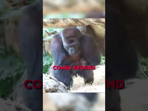 Gorilla kidnaps his own Kids 😂
