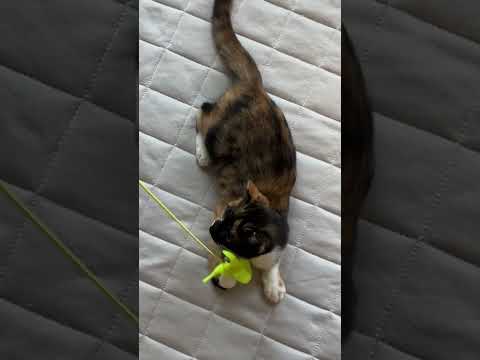 今日のサクラ　#三毛猫 #猫 #cat #子ネコ #ねこ #保護猫出身
