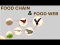 Exploring Food Chains and Food Webs in Ecosystems