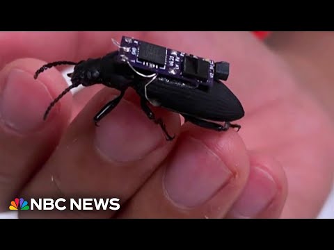 YouTube video thumbnail: 'Cyborg' Beetles Being Developed to Help in Rescue Efforts