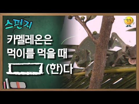 카멜레온은 먹이를 먹을 때 [       ] (한)다 [스펀지 레전드] | KBS 051217 방송