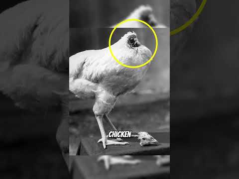 These creatures faced death but lived — and the last one is insane 😨