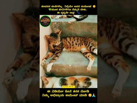 ಇವರ ನಿದ್ರೆಯನ್ನು ನೋಡಿದರೆ ಮನಸ್ಸಿಗೂ ವಿಶ್ರಾಂತಿ ಸಿಗುತ್ತದೆ! 😍💚#Shorts