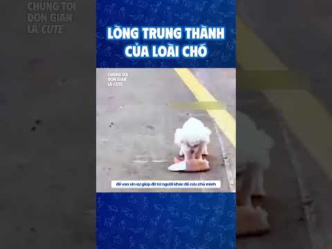 Lòng trung thành của loài chó #dongvat
