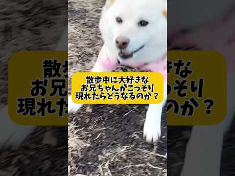 大好きなお兄ちゃんが散歩中にこっそり会いに来た🥰 #shorts #柴犬 #犬 #dog