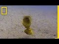 Cichlid Fish Mouth Fighting Trivia