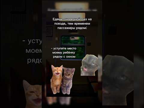 Мой ТГК: «кися» 💋 #футажи #мемыскотами #fypシ゚viral #catmemes #memes #котики #юмор #funny #поезд