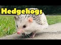 Hedgehog Behavior and Care
