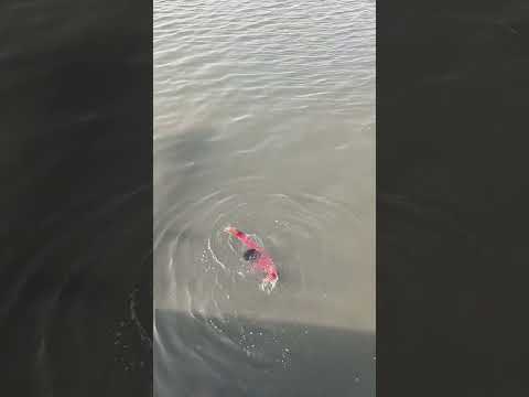 Yeah yaha ab dub jayega #shorts