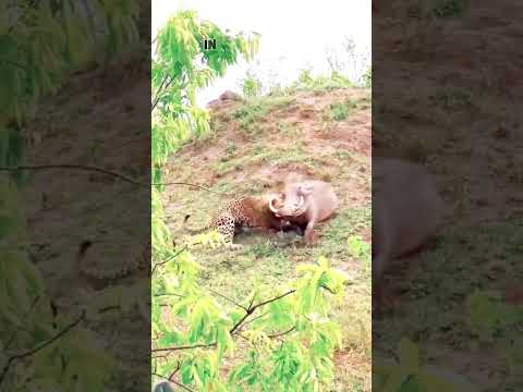 Battle Amidst the Canopy: The Struggle Between a Leopard and a Warthog.