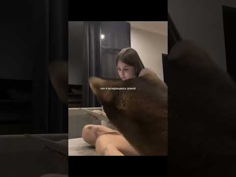 ничего не могу поделать! Мы очень любим друг друга #котики