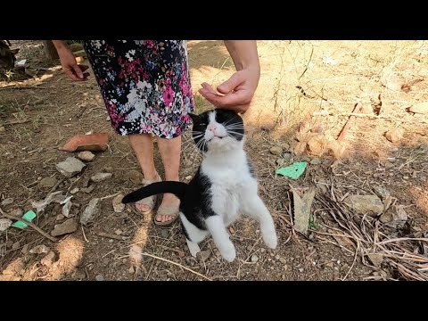 Tuxie the cat who greeted us with meows and love jumps was so hungry