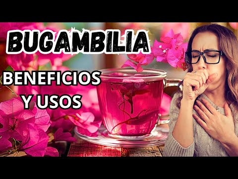 Lo que no sabías de la BUGAMBILIA ¿Para qué sirve? Propiedades, beneficios medicinales y preparación