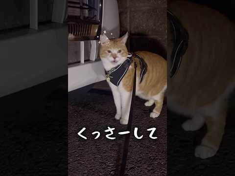 華麗なステップを踏む猫#元野良猫チャチャ #ねこ #チャチャ#猫 #猫武将 #cat