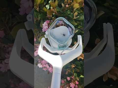 Capturer les araignées sans les toucher