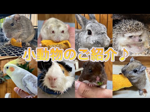 小動物達の紹介♫もし、ペットとして選ぶなら・・・。 サムネイル