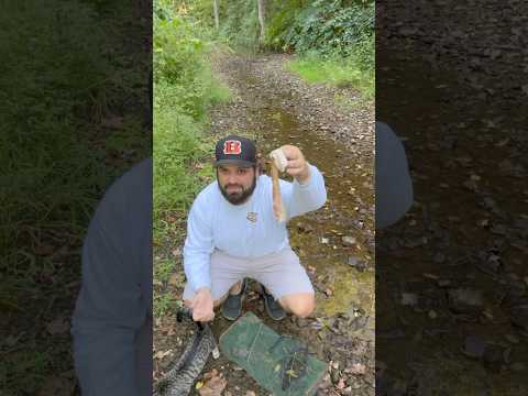 Bacon In A Minnow Trap!?!? 🥓 🎣 #jesus #fishing #creek #kentucky #fish #outdoors #bacon #trapping