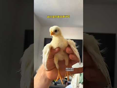 I found a chick from the egg godown #youtubeshorts #sort #sortvideo #chicken