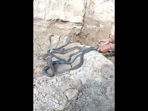 5 King Cobra catching the Azar Jogi | short video