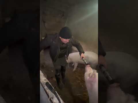 Before using the bolt gun, you MUST talk to the pig!