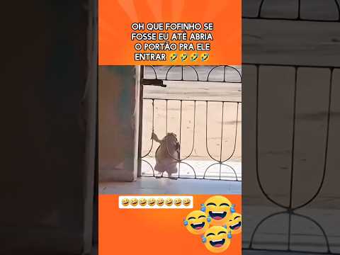 SAPO DE BERMUDA