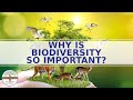 The Significance of Biodiversity in Ecosystems