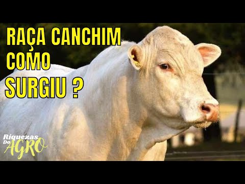 Raça Canchim | Curiosidades da raça Canchim | Touro Canchim | Boi Canchim