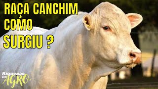 Raça Canchim | Curiosidades da raça Canchim | Touro Canchim | Boi Canchim