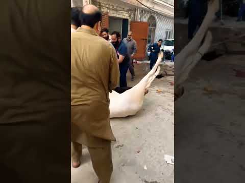 fateh jangi bull 2025 #shorts #shortvideo #youtubeshorts #fatehjangibull #domail #cow #qurbani #bull