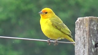 Uma linda seleção de Canário da Terra Selvagem na natureza todos Amarelo gravado 02 04 2025  N477
